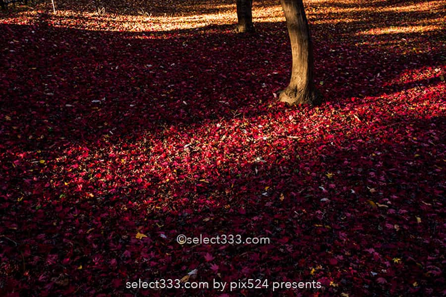 神代植物公園かえで園の紅葉撮影！落ち葉の絨毯の見頃時期は？紅葉したモミジの赤い絨毯