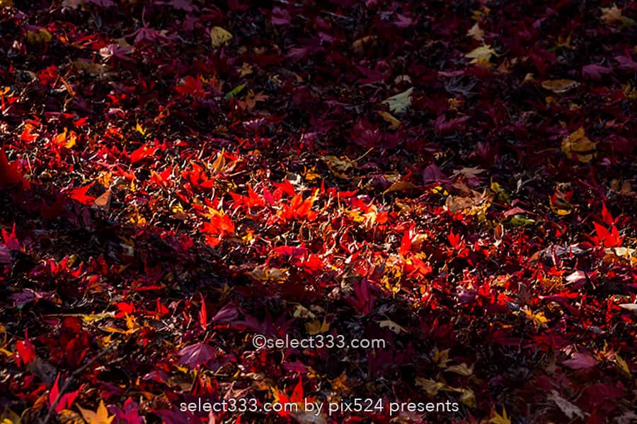 神代植物公園かえで園の紅葉撮影！落ち葉の絨毯の見頃時期は？紅葉したモミジの赤い絨毯