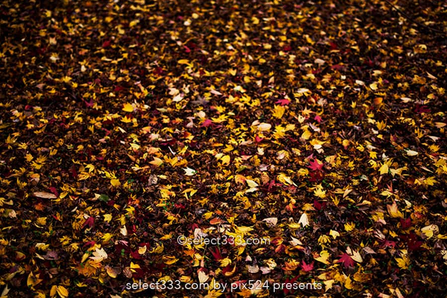 神代植物公園かえで園の紅葉撮影！落ち葉の絨毯の見頃時期は？紅葉したモミジの赤い絨毯