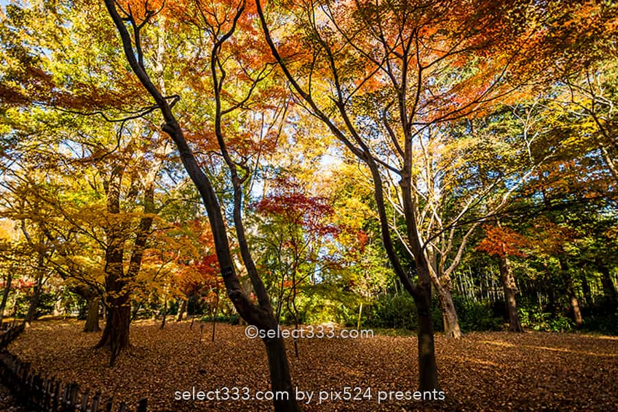 神代植物公園かえで園の紅葉撮影！落ち葉の絨毯の見頃時期は？紅葉したモミジの赤い絨毯