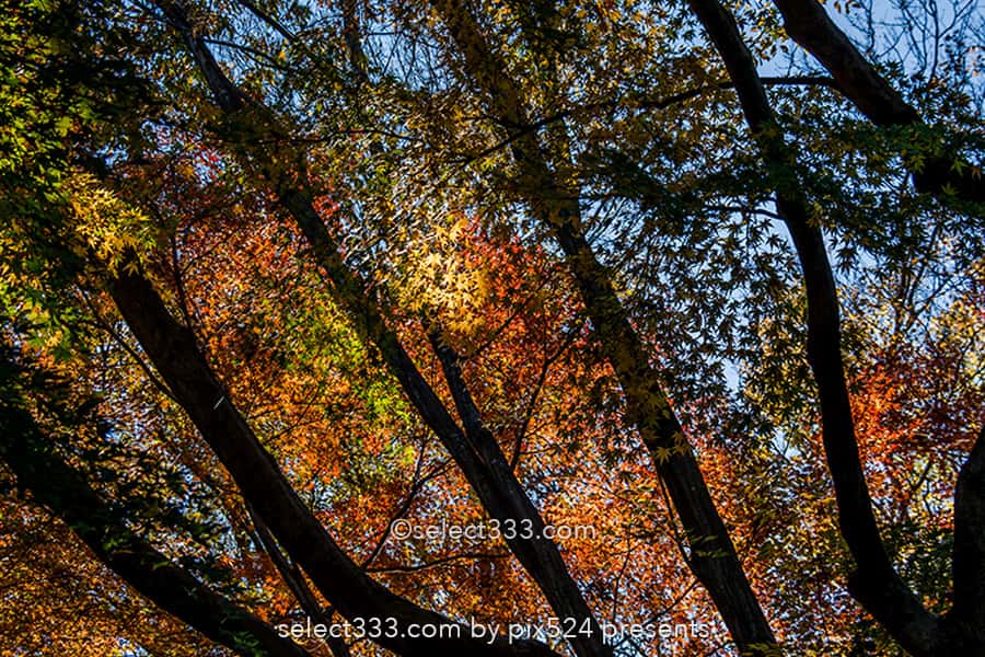 神代植物公園かえで園の紅葉撮影！落ち葉の絨毯の見頃時期は？紅葉したモミジの赤い絨毯