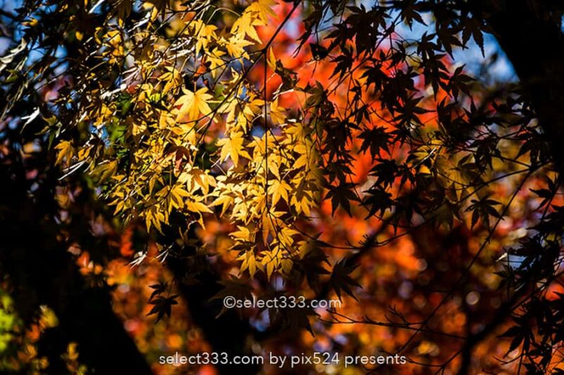 神代植物公園かえで園の紅葉撮影！落ち葉の絨毯の見頃時期は？紅葉したモミジの赤い絨毯