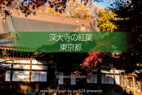 深大寺の紅葉撮影！深大寺周辺の散歩エリアと秋の紅葉スポット！調布エリアの観光地