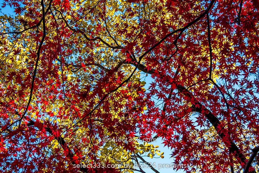 深大寺の紅葉撮影！深大寺周辺の散歩エリアと秋の紅葉スポット！調布エリアの観光地