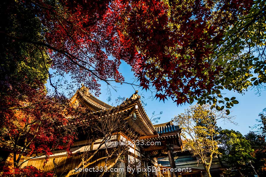 深大寺の紅葉撮影！深大寺周辺の散歩エリアと秋の紅葉スポット！調布エリアの観光地