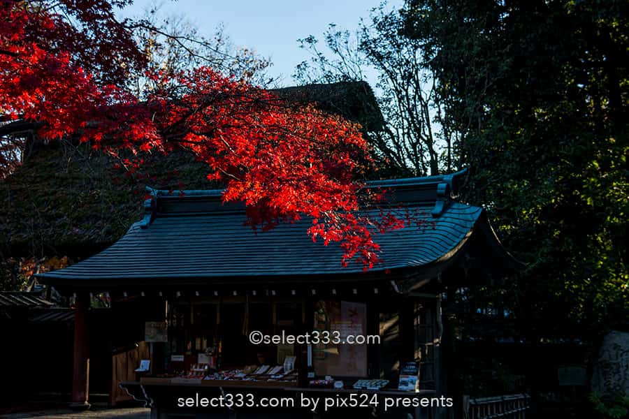 深大寺の紅葉撮影！深大寺周辺の散歩エリアと秋の紅葉スポット！調布エリアの観光地