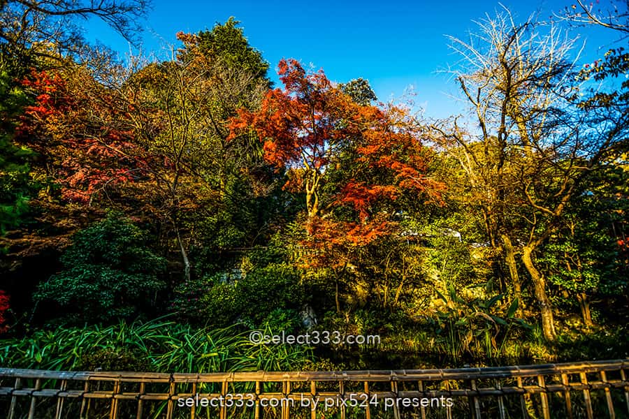深大寺の紅葉撮影！深大寺周辺の散歩エリアと秋の紅葉スポット！調布エリアの観光地
