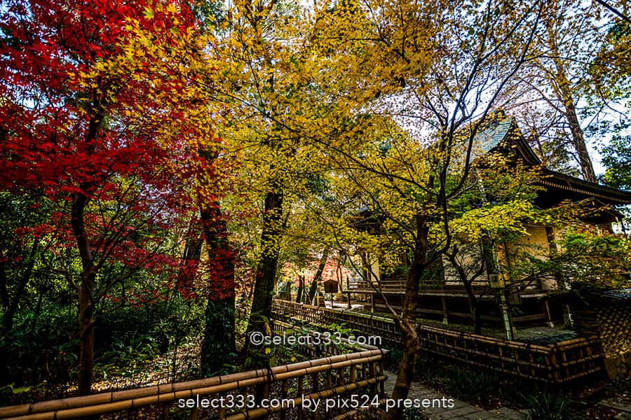 深大寺の紅葉撮影！深大寺周辺の散歩エリアと秋の紅葉スポット！調布エリアの観光地