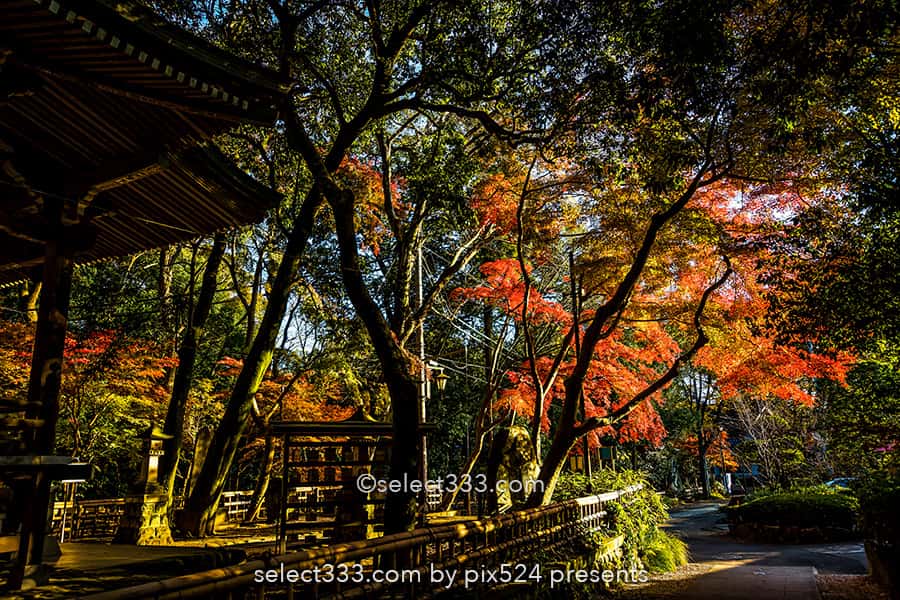 深大寺の紅葉撮影！深大寺周辺の散歩エリアと秋の紅葉スポット！調布エリアの観光地