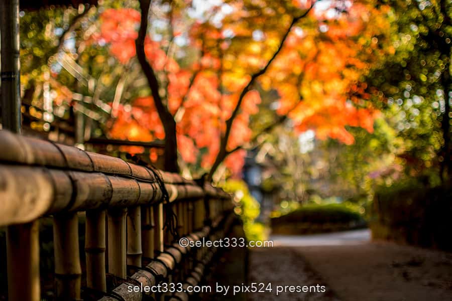 深大寺の紅葉撮影！深大寺周辺の散歩エリアと秋の紅葉スポット！調布エリアの観光地