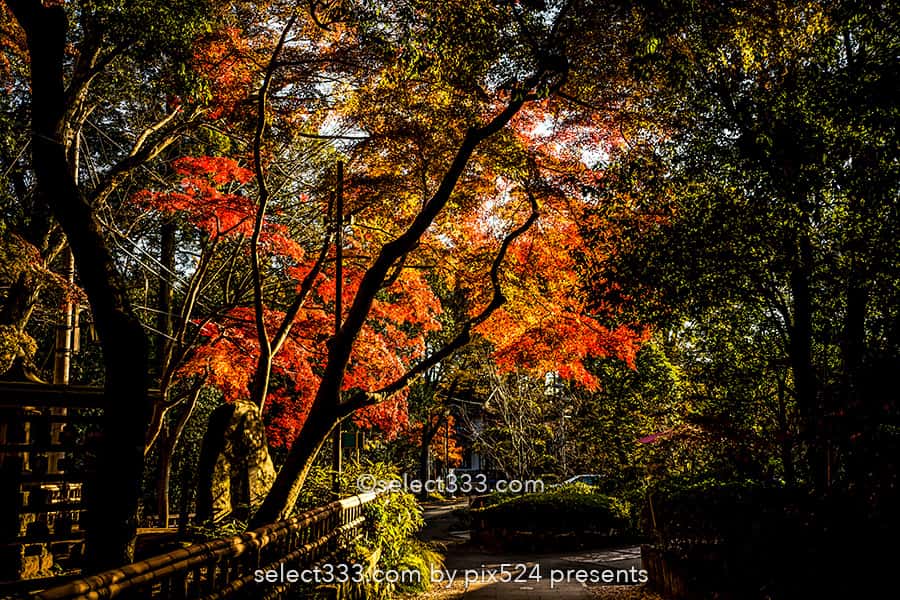 深大寺の紅葉撮影！深大寺周辺の散歩エリアと秋の紅葉スポット！調布エリアの観光地