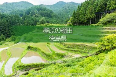 樫原の棚田！長閑な景色に触れられる徳島県の棚田と里山の風景！山犬嶽の麓の里山
