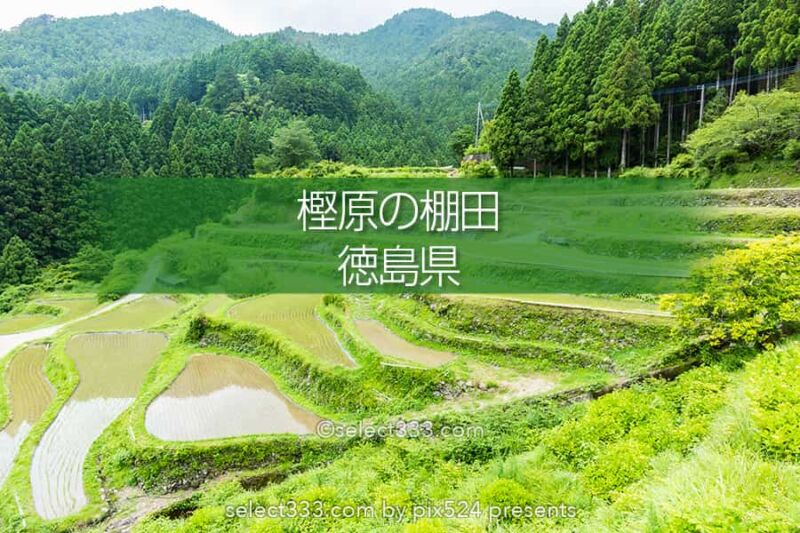 樫原の棚田！長閑な景色に触れられる徳島県の棚田と里山の風景！山犬嶽の麓の里山