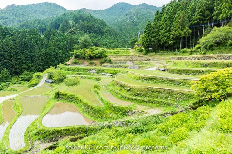 樫原の棚田!長閑な景色に触れられる徳島県の棚田と里山の風景!山犬嶽の麓の里山