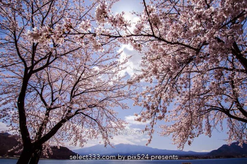 河口湖北岸ウォーキングトレイル！満開の桜並木と富士山撮影！富士五湖の桜撮影地