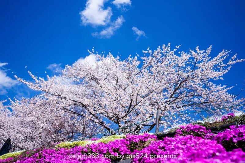 河口湖北岸ウォーキングトレイル！満開の桜並木と富士山撮影！富士五湖の桜撮影地