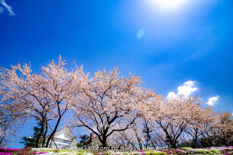河口湖北岸ウォーキングトレイル！満開の桜並木と富士山撮影！富士五湖の桜撮影地