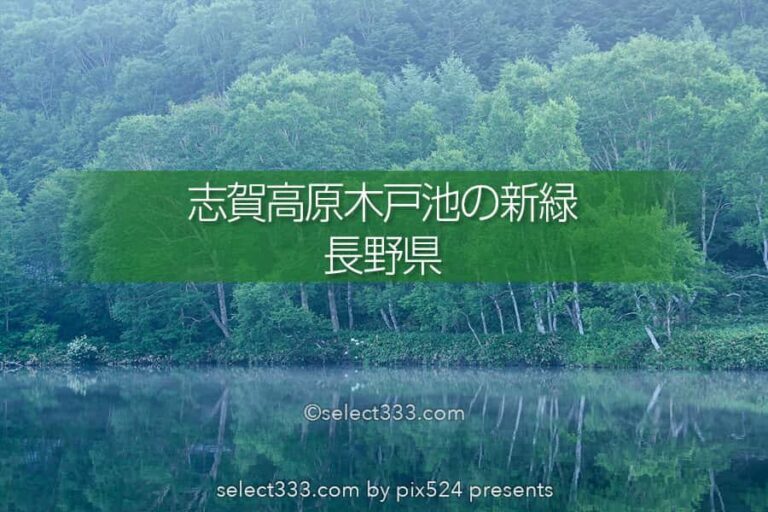 木戸池の美しい朝霧風景！志賀高原の新緑リフレクション撮影地！森林の鏡面風景