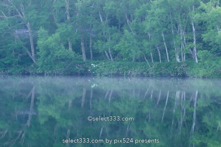 木戸池の美しい朝霧風景!志賀高原の新緑リフレクション撮影地!森林の鏡面風景