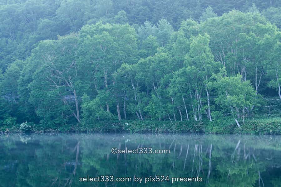 木戸池の美しい朝霧風景!志賀高原の新緑リフレクション撮影地!森林の鏡面風景
