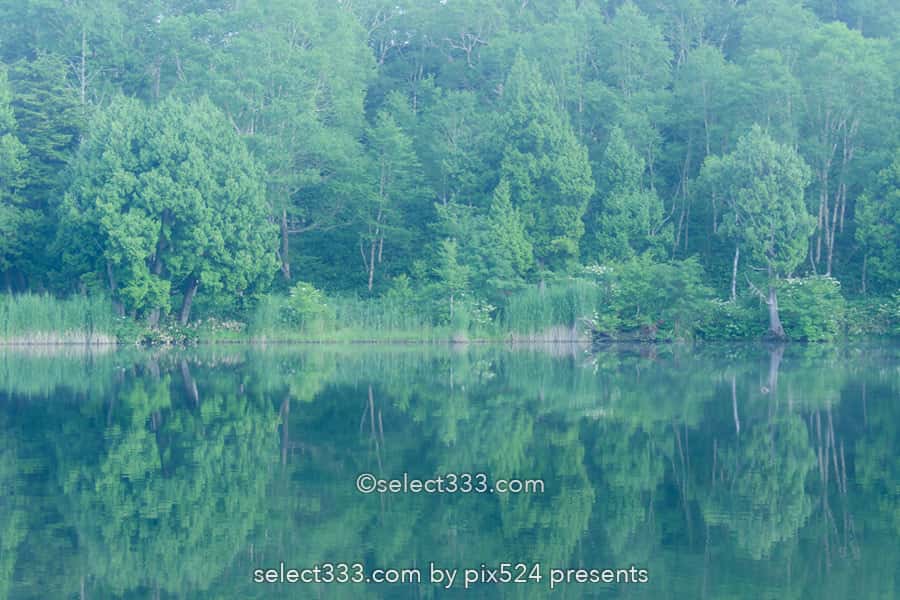 木戸池の美しい朝霧風景!志賀高原の新緑リフレクション撮影地!森林の鏡面風景