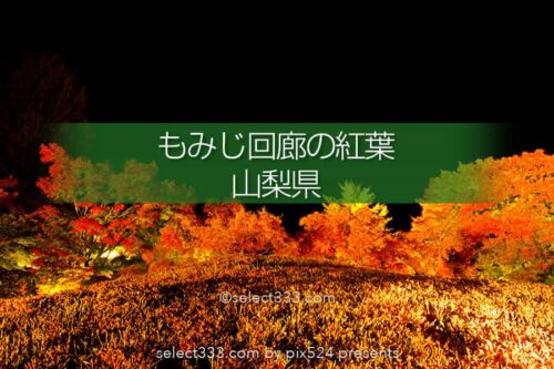 もみじ回廊の紅葉撮影！ライトアップした河口湖の紅葉スポット！見頃の富士五湖紅葉