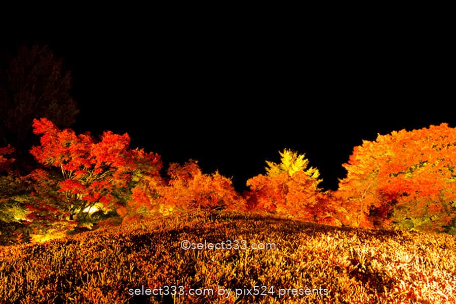 もみじ回廊の紅葉撮影！ライトアップした河口湖の紅葉スポット！見頃の富士五湖紅葉