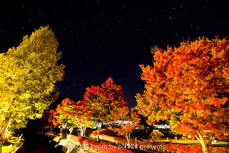 もみじ回廊の紅葉撮影！ライトアップした河口湖の紅葉スポット！見頃の富士五湖紅葉