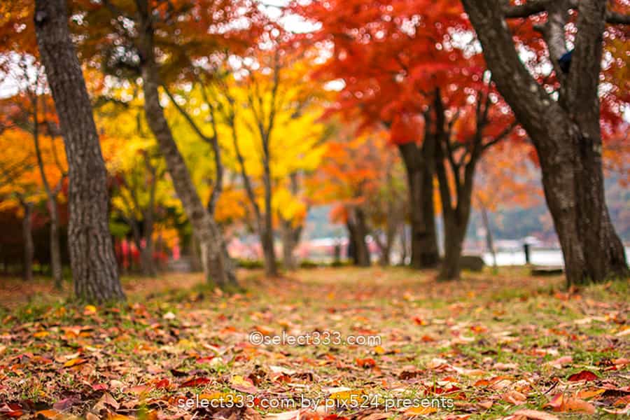 もみじ回廊の紅葉撮影！ライトアップした河口湖の紅葉スポット！見頃の富士五湖紅葉