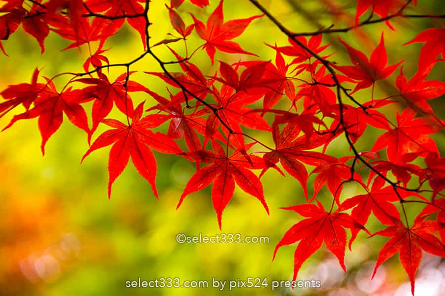 もみじ回廊の紅葉撮影！ライトアップした河口湖の紅葉スポット！見頃の富士五湖紅葉