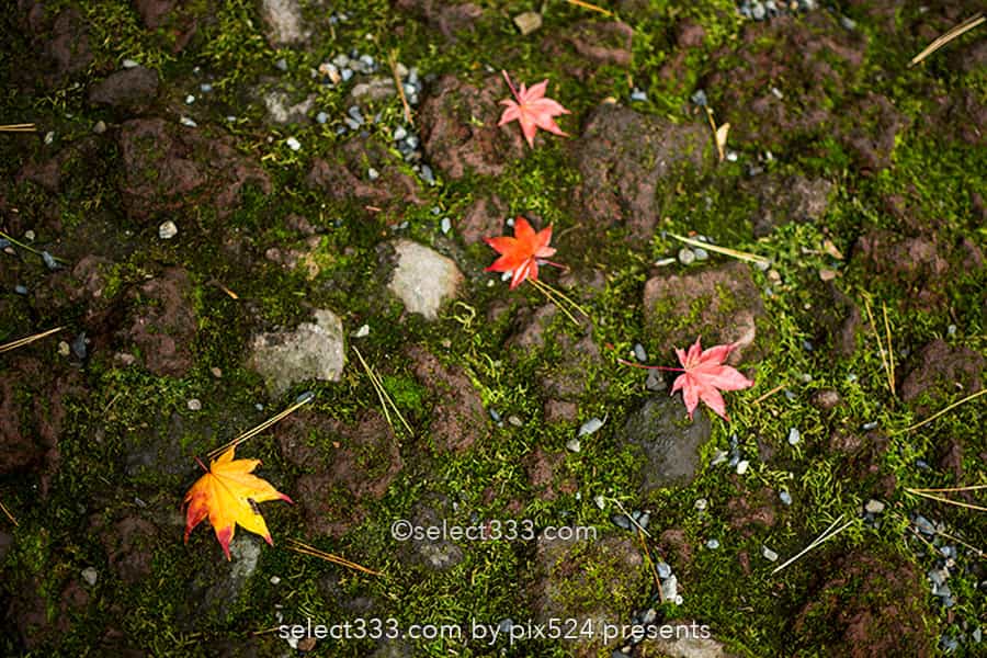 もみじ回廊の紅葉撮影！ライトアップした河口湖の紅葉スポット！見頃の富士五湖紅葉