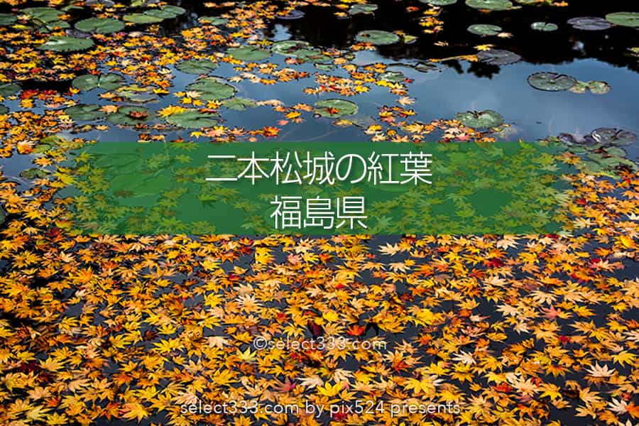 二本松城の紅葉撮影！福島県の名城霞ヶ城公園の紅葉の見頃風景！福島県の秋の景色