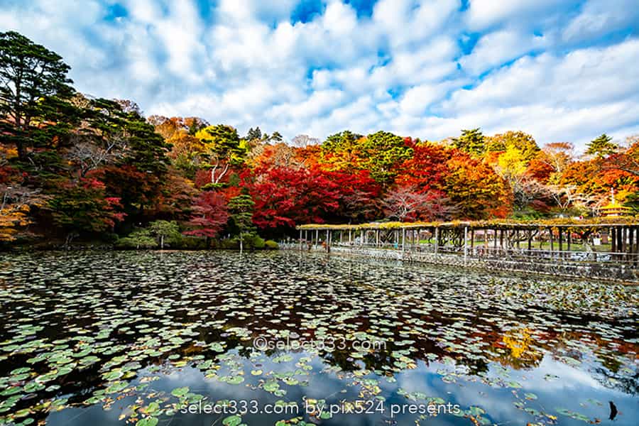 二本松城の紅葉撮影！福島県の名城霞ヶ城公園の紅葉の見頃風景！福島県の秋の景色