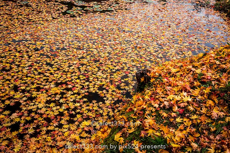二本松城の紅葉撮影！福島県の名城霞ヶ城公園の紅葉の見頃風景！福島県の秋の景色