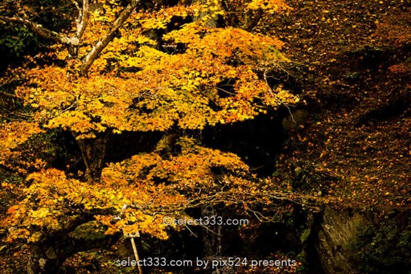 二本松城の紅葉撮影！福島県の名城霞ヶ城公園の紅葉の見頃風景！福島県の秋の景色