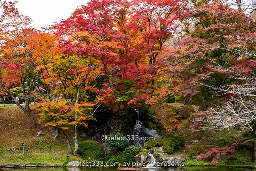 二本松城の紅葉撮影！福島県の名城霞ヶ城公園の紅葉の見頃風景！福島県の秋の景色