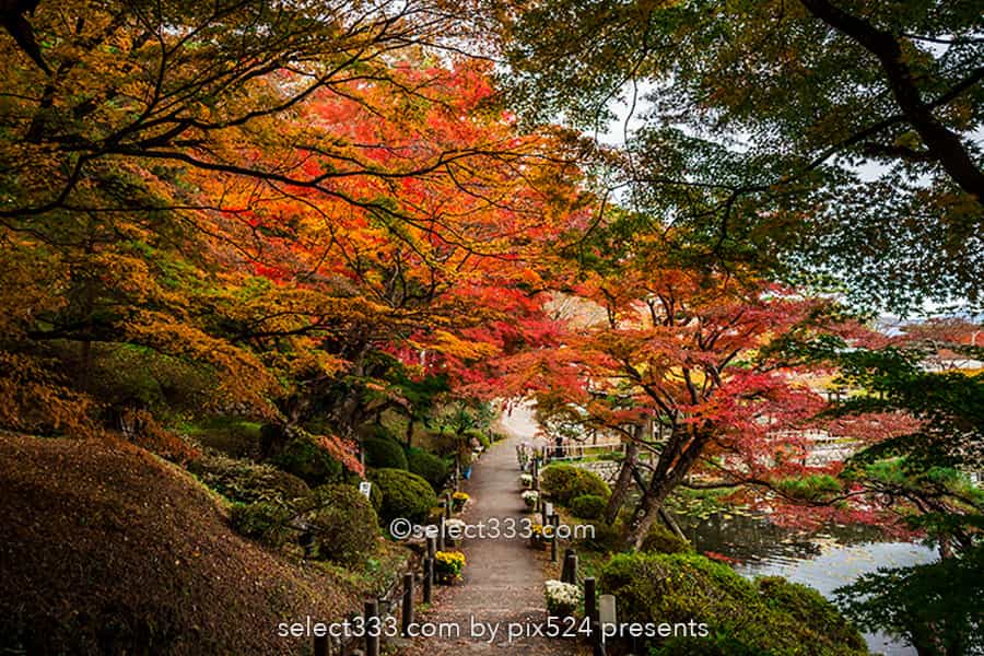 二本松城の紅葉撮影！福島県の名城霞ヶ城公園の紅葉の見頃風景！福島県の秋の景色