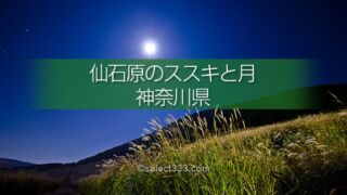 仙石原のススキ草原で中秋の名月を！月夜も美しい箱根の景勝地！ススキと月の撮影