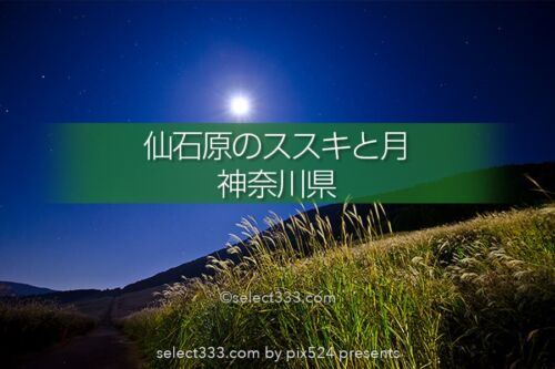 仙石原のススキ草原で中秋の名月を！月夜も美しい箱根の景勝地！ススキと月の撮影