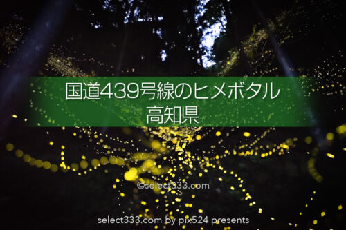 国道439号線のヒメボタル！四国の酷道で見られる幻想的な蛍の光！ヒメボタルの比較明合成
