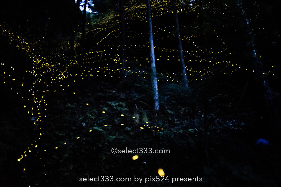国道439号線のヒメボタル！四国の酷道で見られる幻想的な蛍の光！ヒメボタルの比較明合成