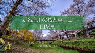 新名庄川の桜並木と富士山の撮影!忍野の桜の満開・見頃はいつ?富士山の麓の桜の風景