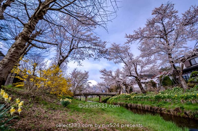 新名庄川の桜並木と富士山の撮影！忍野の桜の満開・見頃はいつ？富士山の麓の桜の風景