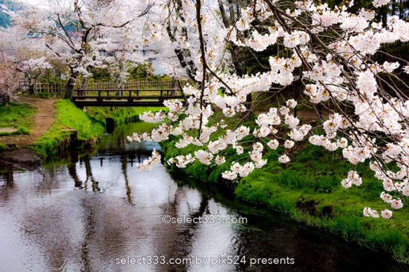 新名庄川の桜並木と富士山の撮影！忍野の桜の満開・見頃はいつ？富士山の麓の桜の風景