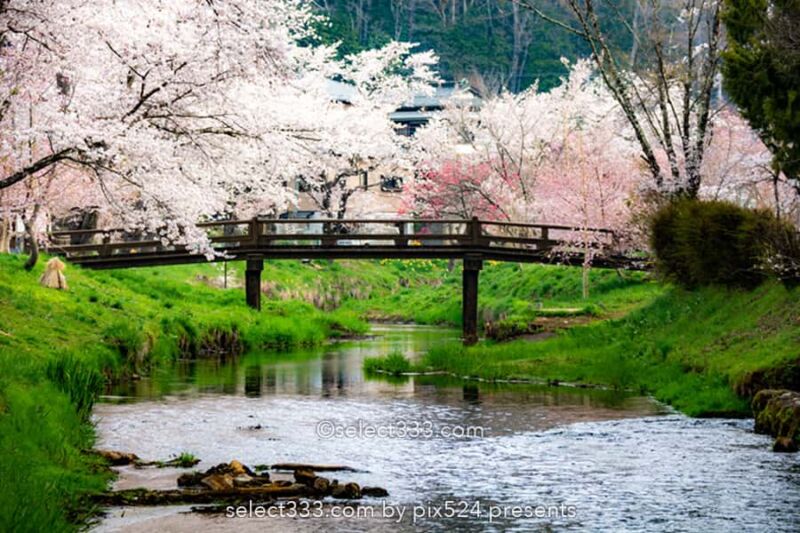 新名庄川の桜並木と富士山の撮影！忍野の桜の満開・見頃はいつ？富士山の麓の桜の風景