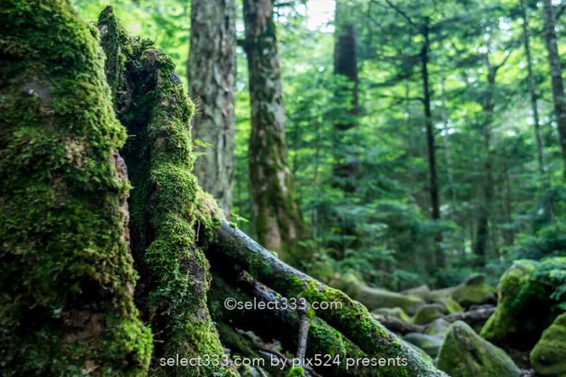八ヶ岳・諏訪エリアを巡るドライブルート!長野県一泊撮影旅!高ボッチ高原と御射鹿池