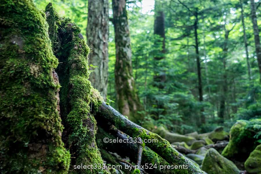 八ヶ岳・諏訪エリアを巡るドライブルート!長野県一泊撮影旅!高ボッチ高原と御射鹿池
