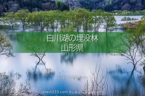 白川湖の水没林の撮影！白川ダム湖岸公園の一ヶ月間限定風景！飯豊町の幻想的なスポット