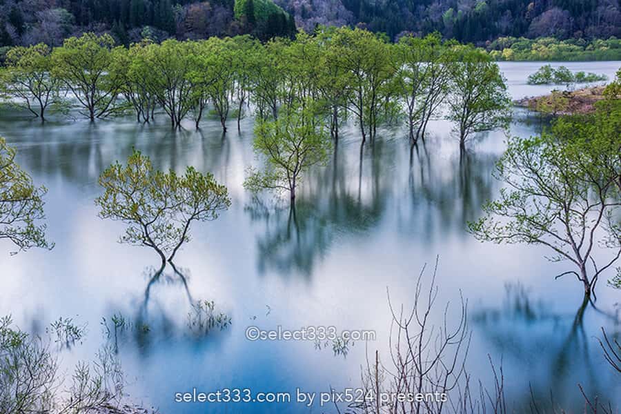 白川湖の水没林の撮影！白川ダム湖岸公園の一ヶ月間限定風景！飯豊町の幻想的なスポット