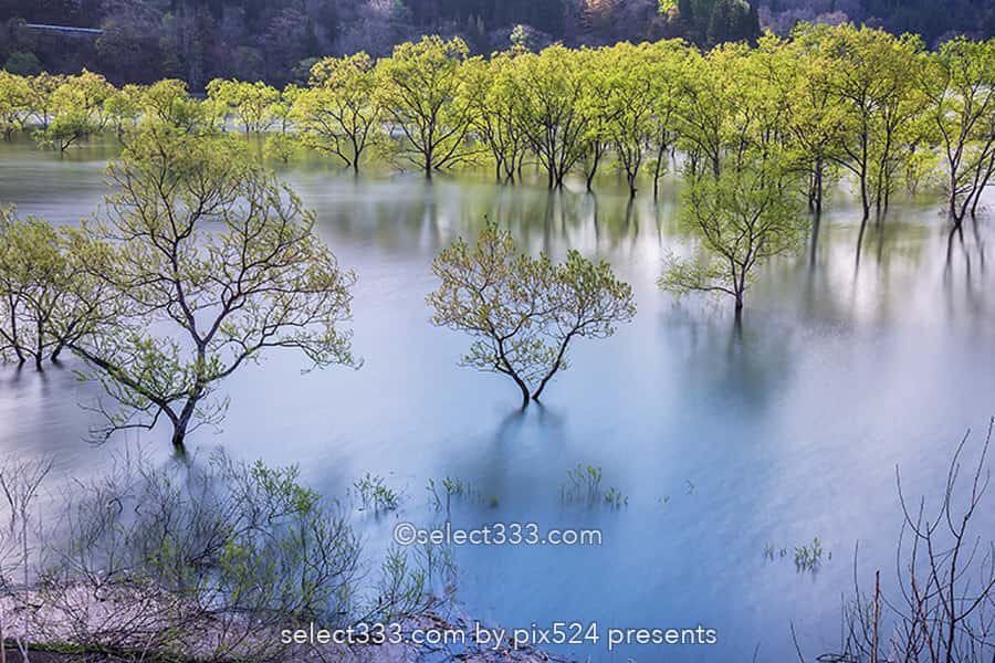 白川湖の水没林の撮影！白川ダム湖岸公園の一ヶ月間限定風景！飯豊町の幻想的なスポット